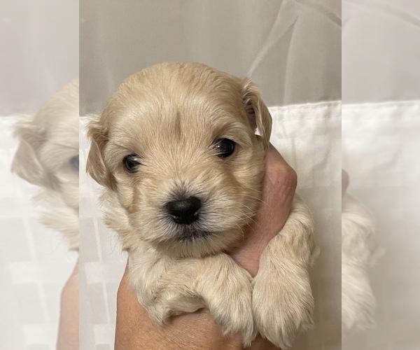 Medium Photo #6 Maltese-Maltipoo Mix Puppy For Sale in HERNDON, VA, USA