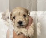 Small Photo #6 Maltese-Maltipoo Mix Puppy For Sale in HERNDON, VA, USA