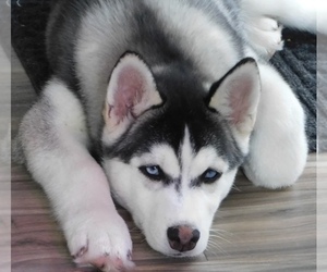 Siberian Husky Puppy for sale in STERLING HEIGHTS, MI, USA