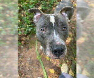 American Pit Bull Terrier Dogs for adoption in Charlotte, NC, USA