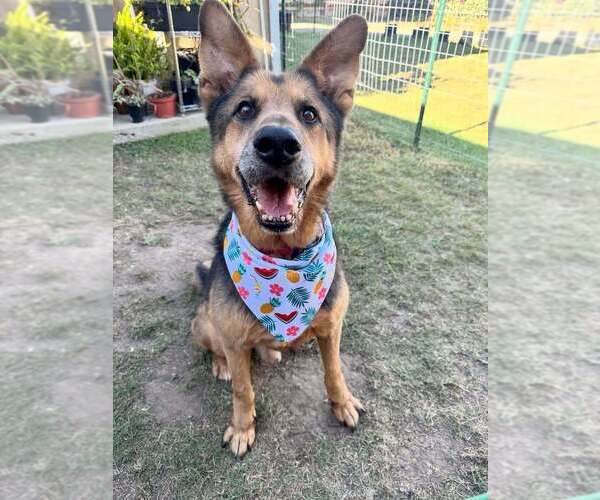 Medium Photo #1 Mutt Puppy For Sale in W Hollywood, CA, USA