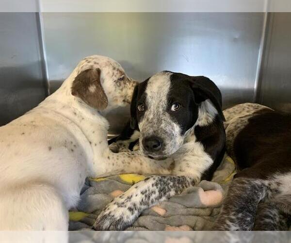 Medium Photo #1 Mutt Puppy For Sale in Grand Prairie, TX, USA