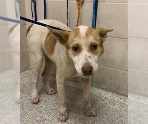 Labrador Retriever-Unknown Mix Dogs for adoption in Conroe, TX, USA