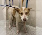 Small Labrador Retriever Mix