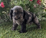 Puppy Charlotte Cocker Spaniel