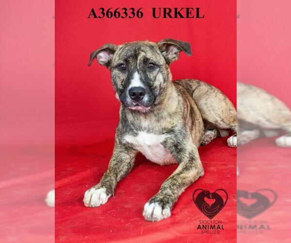 Medium Photo #2 Akita-Unknown Mix Puppy For Sale in Stockton, CA, USA