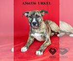 Small #1 Akita Mix