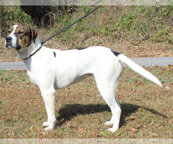 Medium Photo #4 Boxer-Mastiff Mix Puppy For Sale in Prattville, AL, USA