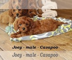 Image preview for Ad Listing. Nickname: Joey
