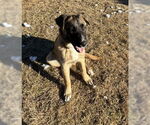 Small #7 German Shepherd Dog