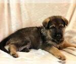 Small Photo #21 German Shepherd Dog Puppy For Sale in HAMILTON, NJ, USA