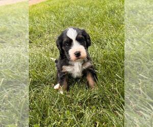 Miniature Bernedoodle Puppy for sale in LONGMONT, CO, USA