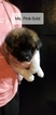 Small Photo #16 Akita Puppy For Sale in HUTCHINSON, MN, USA