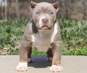 American Bully Puppy for Sale in FRANKLIN, Kentucky USA