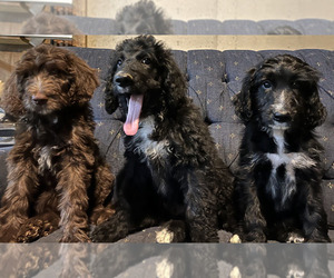 Bernedoodle Litter for sale in EVERETT, PA, USA