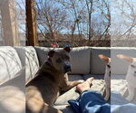 Small #16 Bullypit