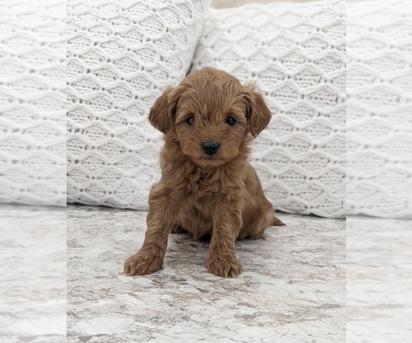 Medium Photo #1 Goldendoodle (Miniature) Puppy For Sale in NORTH LAWRENCE, OH, USA