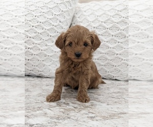 Goldendoodle (Miniature) Puppy for Sale in NORTH LAWRENCE, Ohio USA