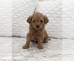 Small Photo #1 Goldendoodle (Miniature) Puppy For Sale in NORTH LAWRENCE, OH, USA