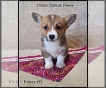 Puppy Frizzy Pembroke Welsh Corgi