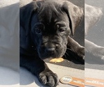 Small Photo #1 Boxador Puppy For Sale in TEMPLE TERRACE, FL, USA