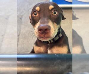Doberman Pinscher Dogs for adoption in Woodland, CA, USA