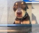 Small Doberman Pinscher