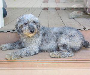 Mother of the Poodle (Miniature) puppies born on 07/12/2025