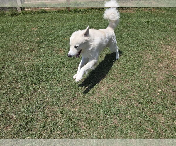 Medium Photo #8 Great Pyrenees-Unknown Mix Puppy For Sale in Houston, TX, USA