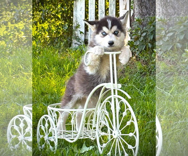 Medium Photo #2 Siberian Husky Puppy For Sale in Holly Hill, SC, USA