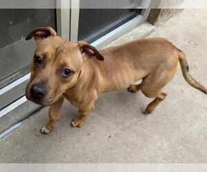 American Pit Bull Terrier-Unknown Mix Dogs for adoption in Aurora, IL, USA