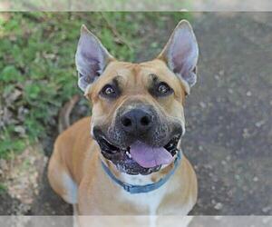 LUCKI - Male Bullmastiff-Unknown Mix Dog for Adoption - Photo #2