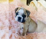 Small Photo #5 English Bulldog Puppy For Sale in BOSTON, MA, USA