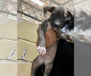 Mutt Dogs for adoption in Tulsa, OK, USA