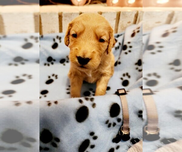 Medium Photo #1 Golden Retriever Puppy For Sale in PAULINE, SC, USA