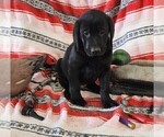 Small Photo #65 Labrador Retriever Puppy For Sale in MERIDEN, KS, USA