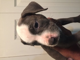 American Pit Bull Terrier Puppy for sale in SPRINGFIELD GARDENS, NY, USA