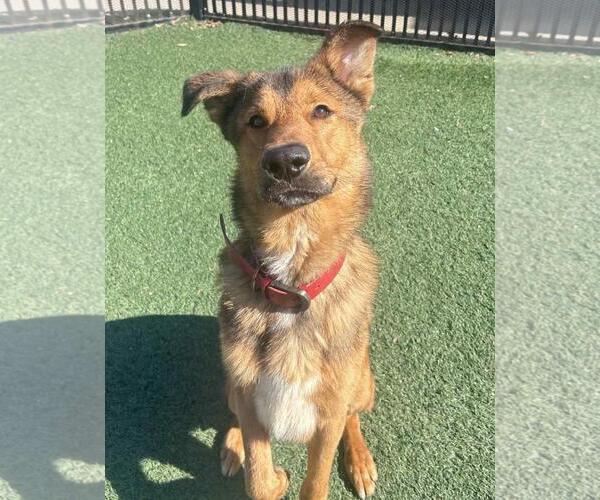 Medium Photo #5 Mutt Puppy For Sale in Rockwall, TX, USA