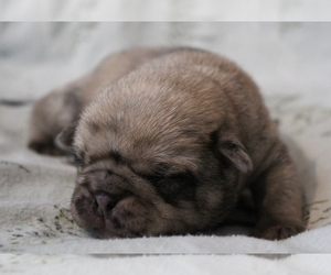 Pug Puppy for sale in Abilene, KS, USA