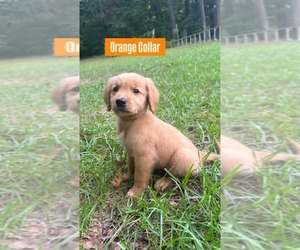 Golden Retriever Puppy for sale in RAEFORD, NC, USA
