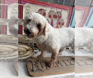 Bichon Frise Dogs for adoption in Sioux Falls, SD, USA