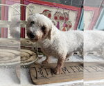 Small Bichon Frise