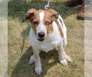 Ouddy - Male Red Heeler-Unknown Mix Dog for Adoption - Photo #4
