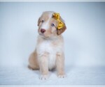 Small Photo #1 Bordoodle Puppy For Sale in CONWAY, MO, USA
