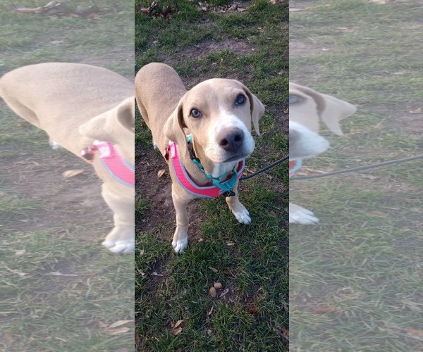 Medium Photo #8 American Pit Bull Terrier-Unknown Mix Puppy For Sale in Minneapolis, MN, USA