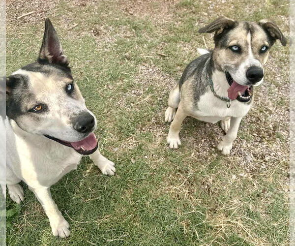 Medium Photo #3 Siberian Husky-Unknown Mix Puppy For Sale in Cedar Crest, NM, USA
