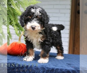 Bernedoodle (Miniature) Puppy for sale in NARVON, PA, USA
