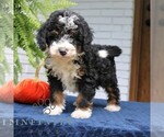 Image preview for Ad Listing. Nickname: Piper