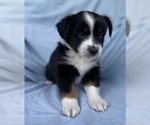 Small Photo #3 Miniature Australian Shepherd Puppy For Sale in BRANDON, MS, USA