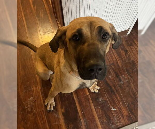 Medium Photo #29 Fila Brasileiro-Great Dane Mix Puppy For Sale in Jasper, AL, USA